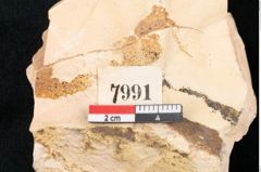 Foto (Detailansicht) von Cinnamomum lanceolatum Unger (NHMW-GEO-2024-0188-7991)